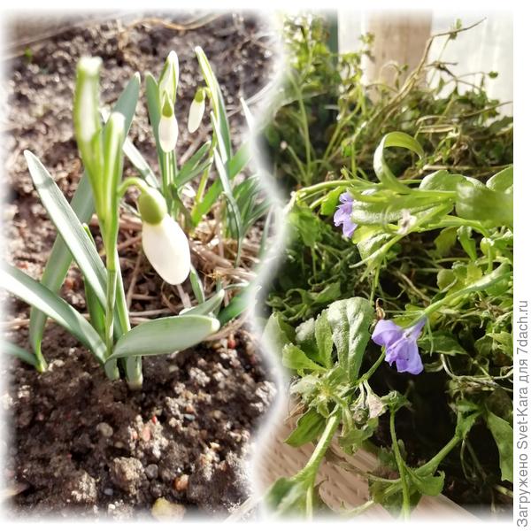 В саду расцветают подснежники. А в теплице в кашпо до сих пор лобелия цветочками балуется