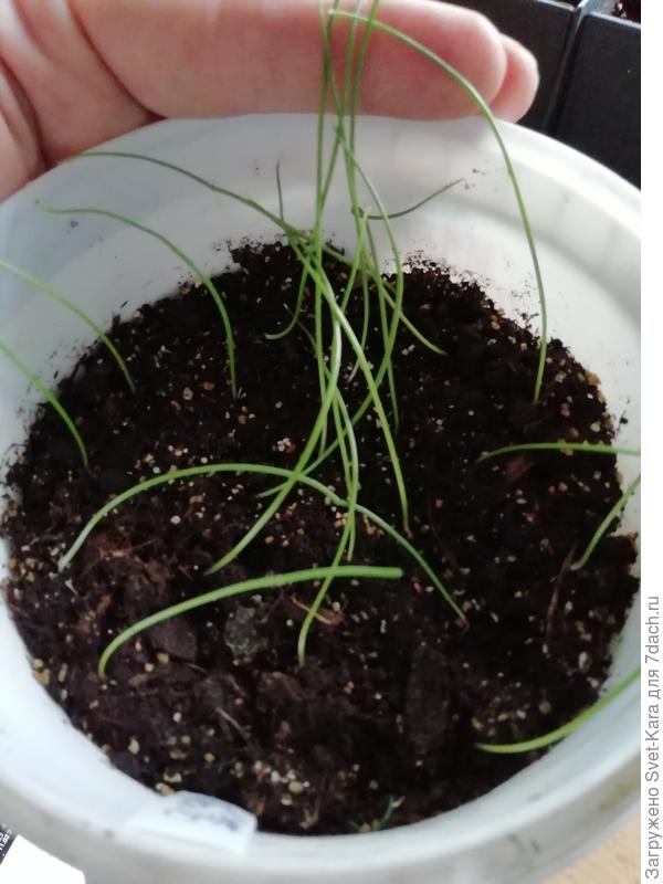 Глобо. Два дня после пикировки. Ну, очень - активный!