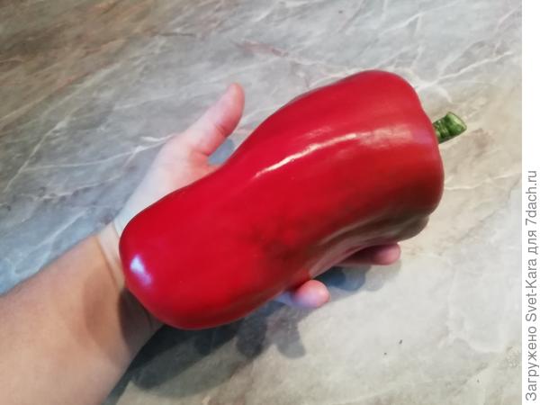 &quot;Аристотель&quot;