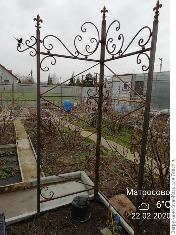 Уже жду, когда Elfe  начнет расти и радовать своими великолепными цветами