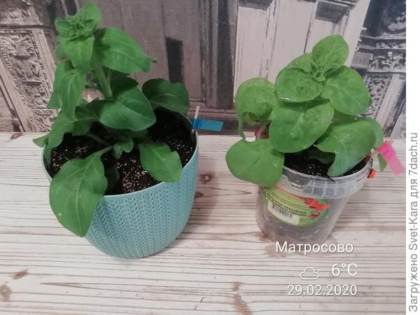 29/02/20. В новых горшочках