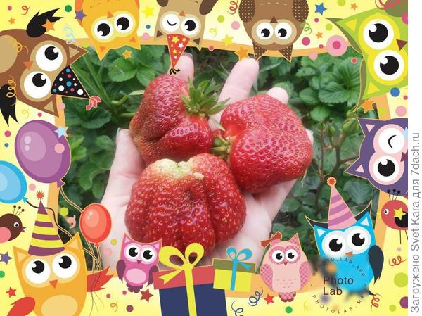 Ягодки специально для тебя собрала. Угощайся