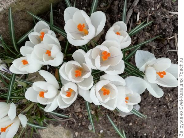 Крокусы припозднились