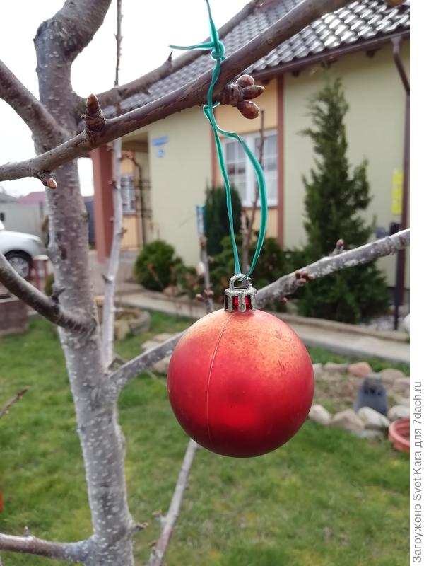 Праздник продолжается. Вот такой должно вырасти черешня! :-)