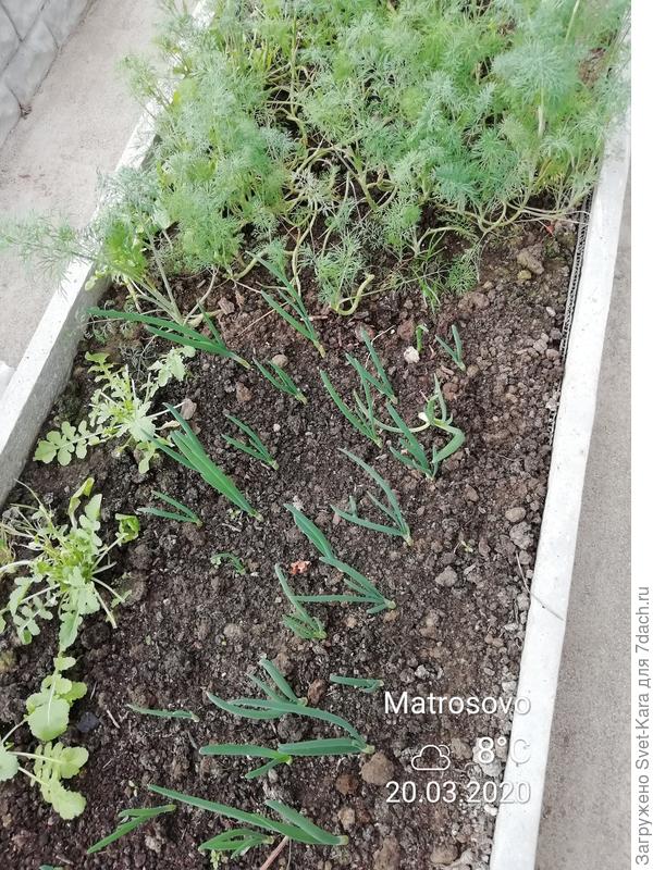 Весна в моей теплице