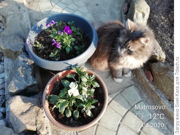 Левочка цветочки проверяет. Хорошо ли цветут?