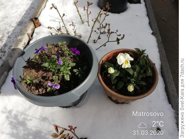 Цветы и снег