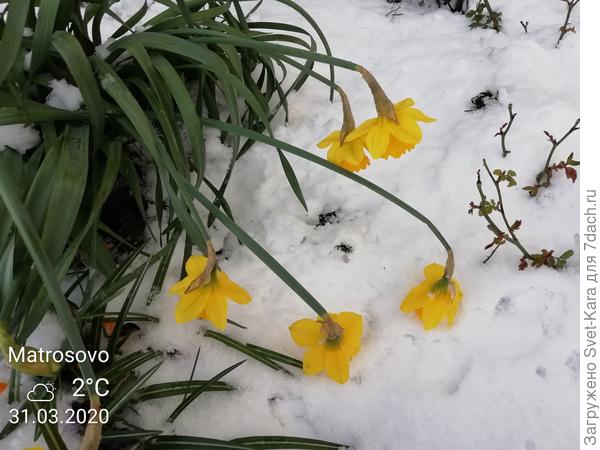 Снег и цветы