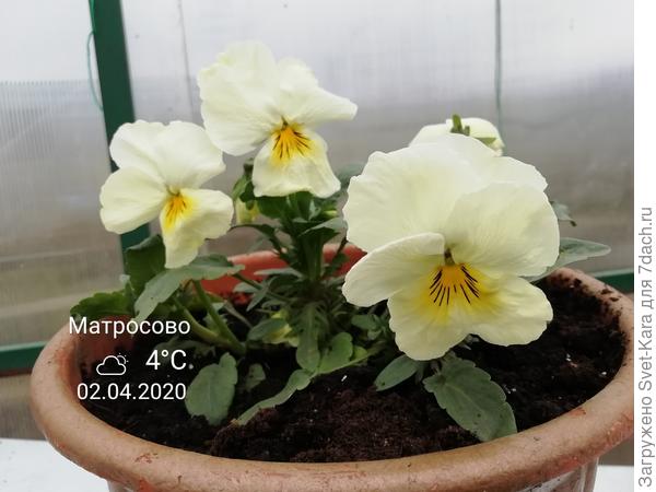 Цветет виолка, перезимовавшая в горшке. И никаких "танцев". Сама зиму пережила. Сама расцвела.