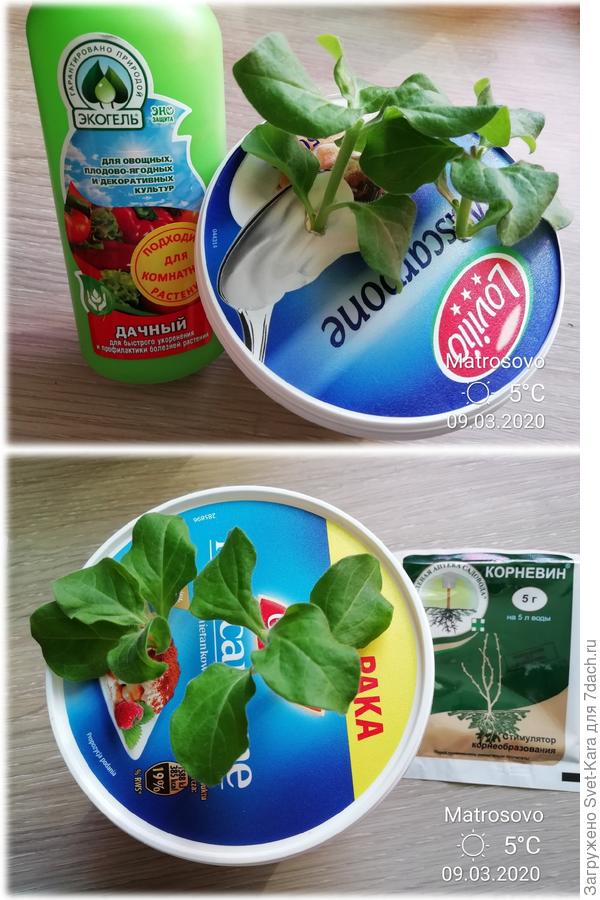 Укоренение