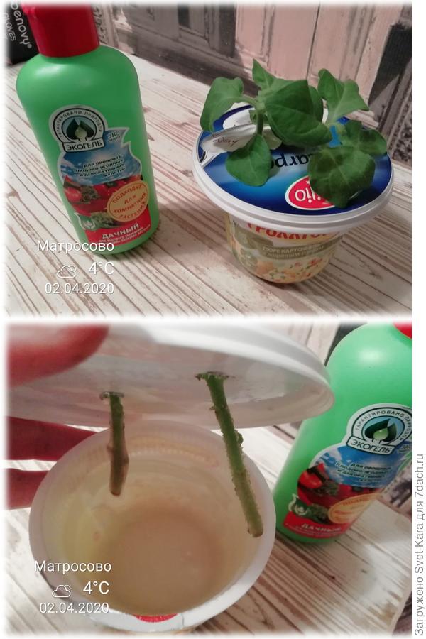 Укоренение в экогеле "Дачный"