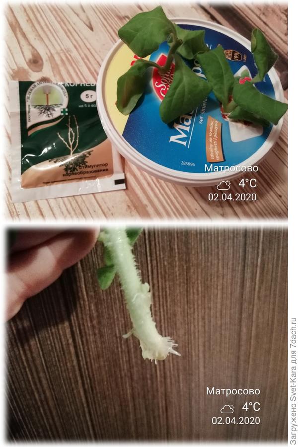 Укоренение в "Корневине"