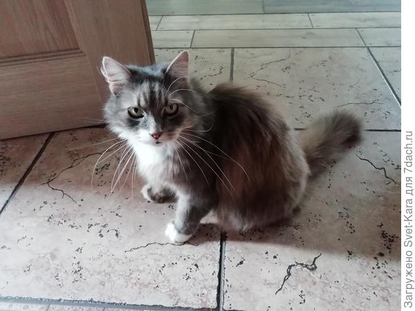 Левочка. Серьезный и усатый