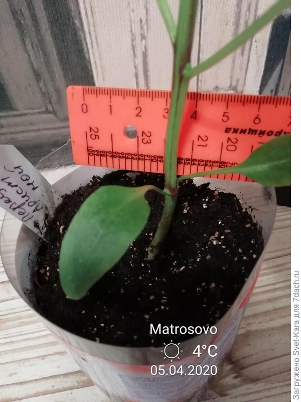 На фото видно немного искривлённый толстенький ствол. Надо подсыпать земельки.