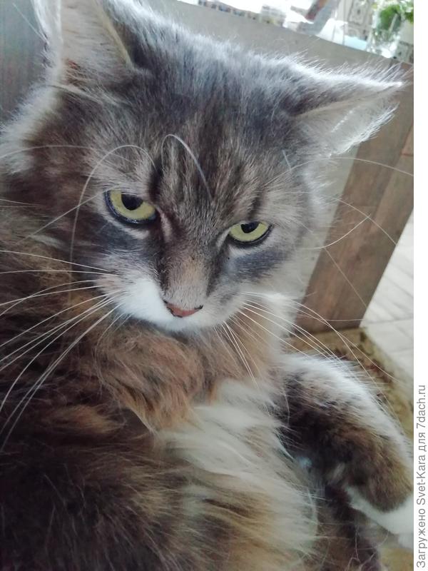 Портрет Левы-сурового