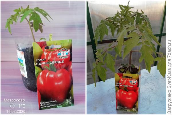 Будем воспитывать крепыша