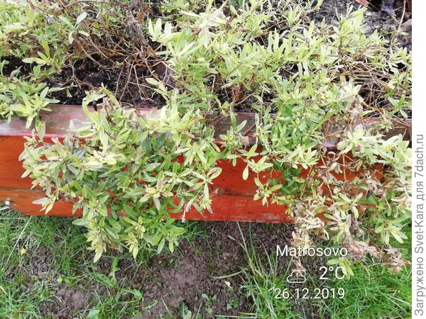 Калибрахоа перед черенкованием.