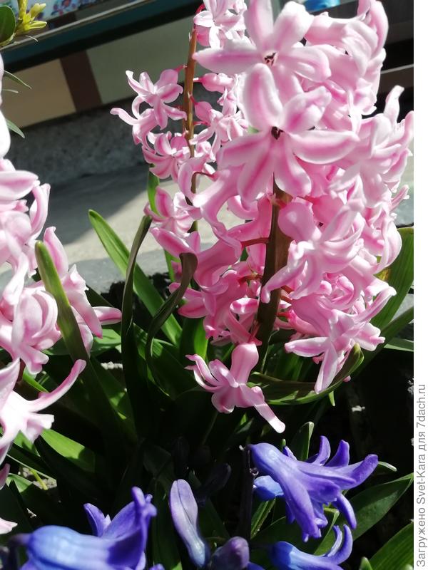 Розовое настроение для Полиночки