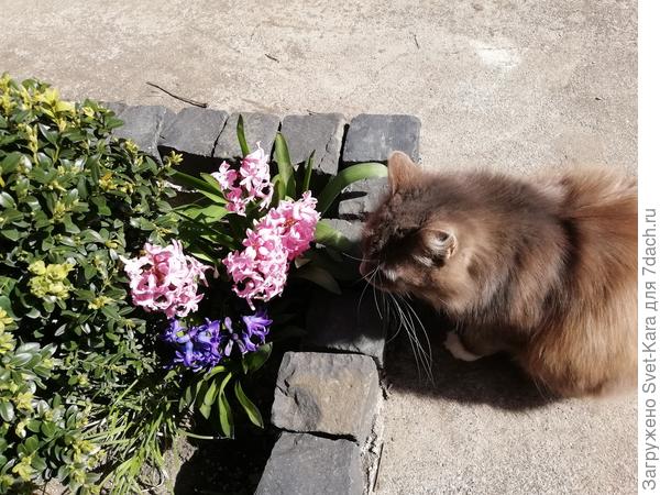 О!!!! У нас расцвели гиацинты. Надо понюхать