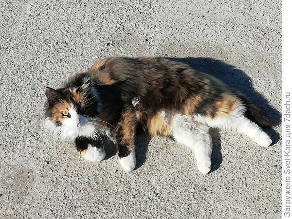 Солнечные ванны принимает