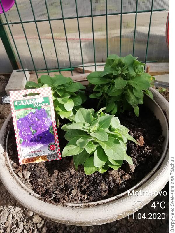 Уже все с бутончиками