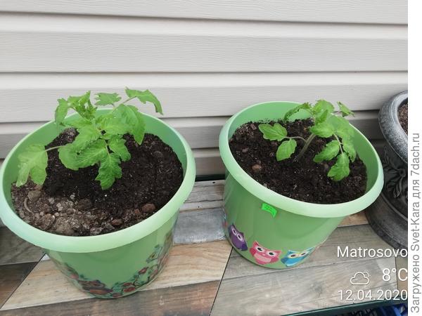 Изумрудные купола