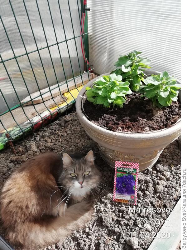 Ещё есть местечко на земле для котика