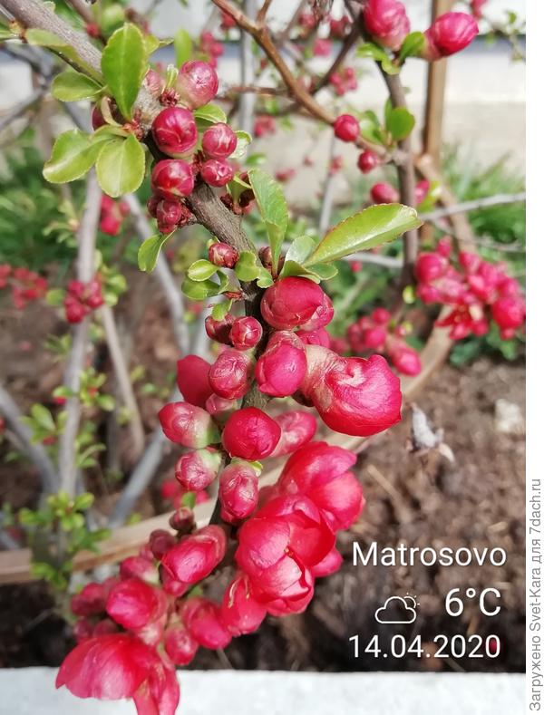 Праздник цвета