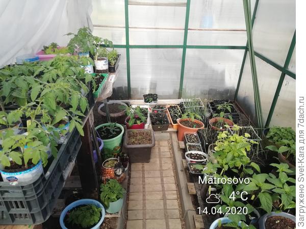 Моя рассада закаляется