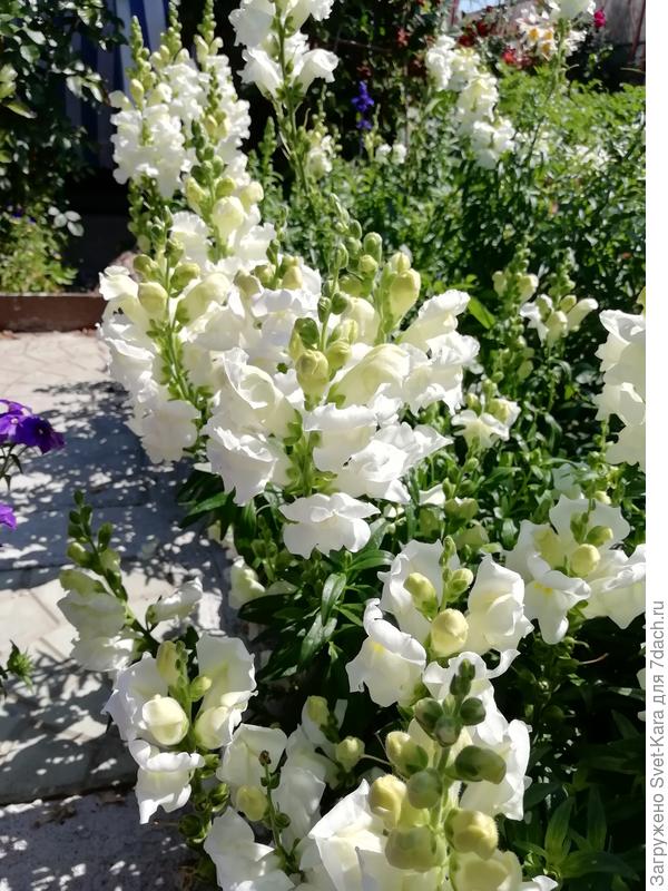 Высокорослый. Букетная посадка