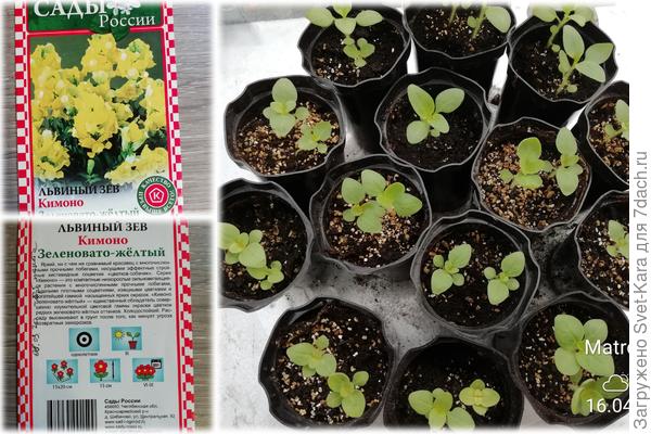 Кимоно. 2020. Обещают высоту 15 см.