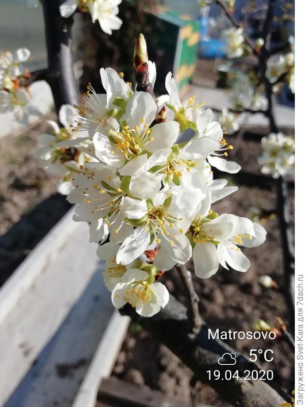 Цветет слива &quot;DABROWICKA&quot;