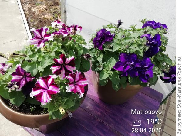 Праздник красоты и цвета!