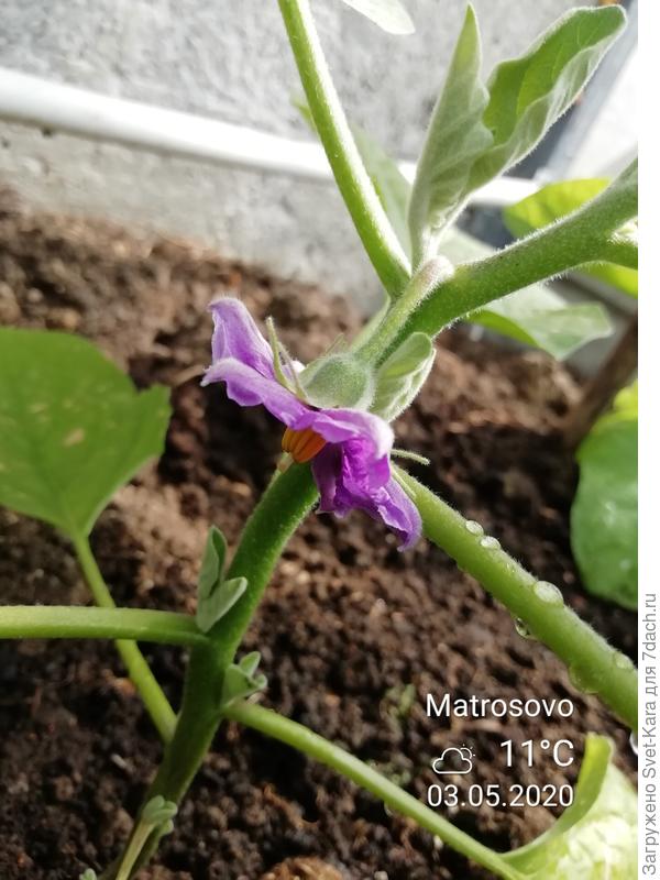 Баклажан. Первый цветочек!