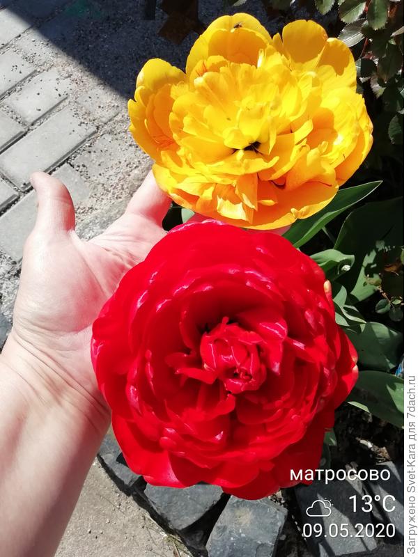 Тюльпаны. Праздник красоты и цвета