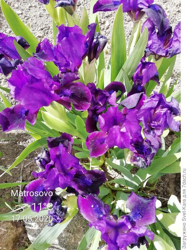Карликовые ирисы