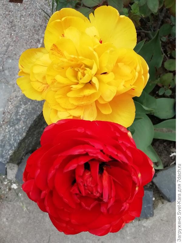 Жёлтое и красное