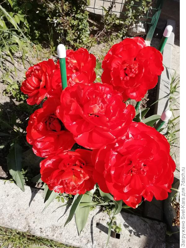 Революционный букет