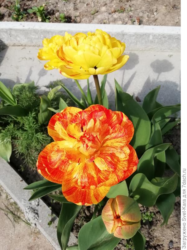 Самые первые - апрельские