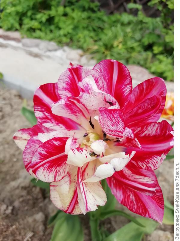 Больше похож на пиончик