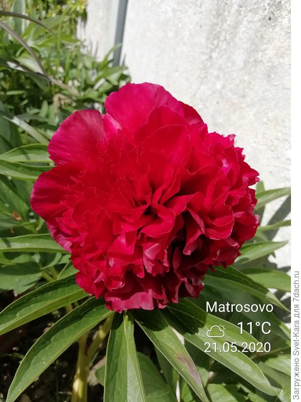 Первый красавчик