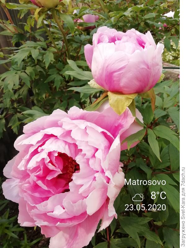 Розовое прибалтийское утро