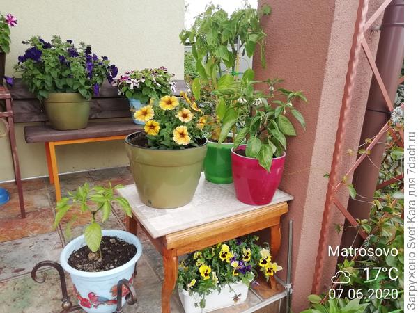 И перчики острые