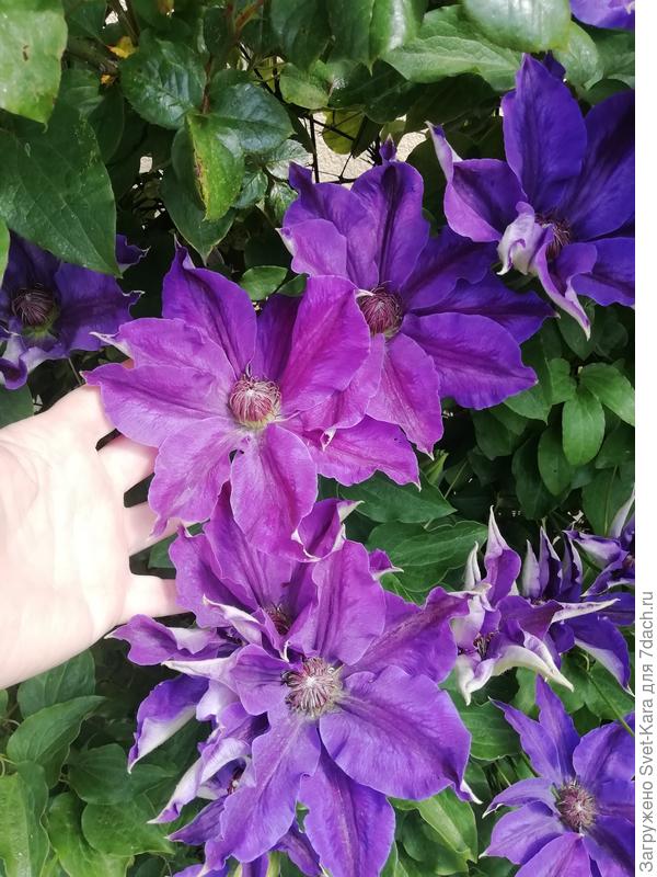 Клематис Коперникус