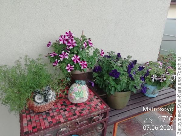 Конкурсные петуньи на терассе