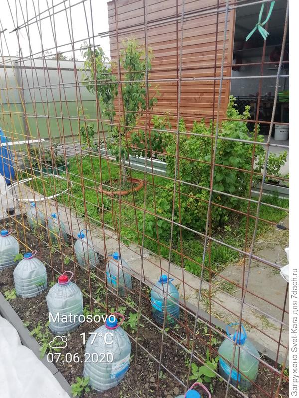 Опора из арматурной сетки. Рассаду уже высадила. Как дорастают до верха бутылки - снимаю и на сетку подвязываю. Дальше они сами с усами...