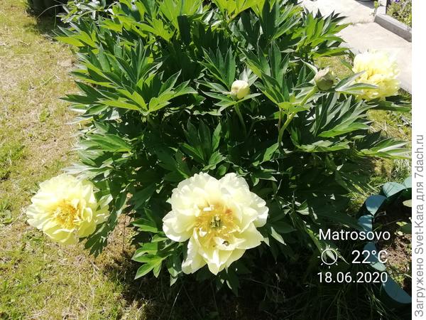 Первое цветение ито-пиона Бартзелла