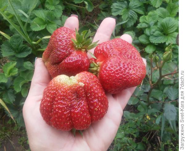 Этой фотке с Гигантеллой - 4 года