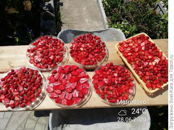 Будущее зимнее лакомство. Пока сушится на солнышке