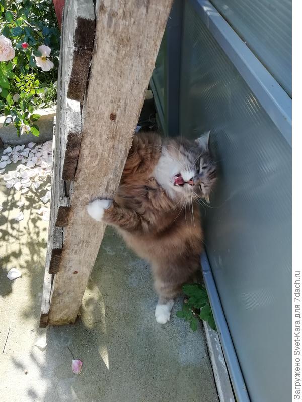 До но-но-новых встречь! Мурррр-МяуУУУУУ!!!